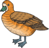 Orange And Brown Duck Clip Art